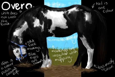 Tobiano vs Overo Part 2: Overo by xcrossxcountryx on DeviantArt