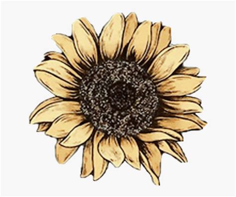 #sunflower #flowers #yellow #yellowaesthetic #yellowflower - Aesthetic Sunflower Tumblr Png ...