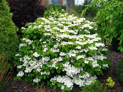 Garden Shrubs, Flowering Shrubs, Shade Garden, Garden Plants, House Plants, Evergreen Landscape ...