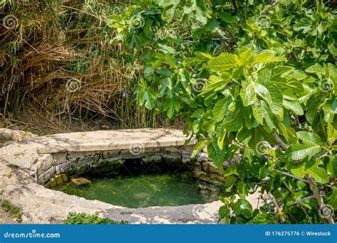 Beautiful Shot of an Artificial Pond Surrounded by Green Plants Stock ...