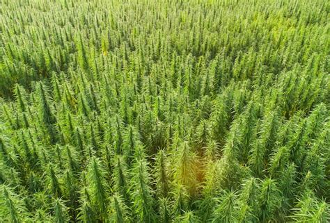 Premium Photo | Aerial view of large cannabis marijuana fields at sunset