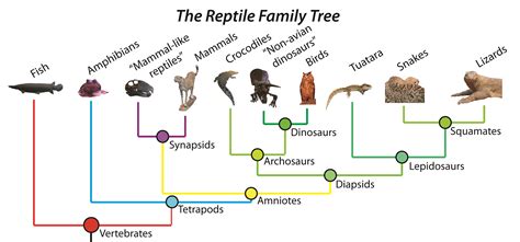 A cool guide on how reptiles are related to other vertebrates : r/coolguides