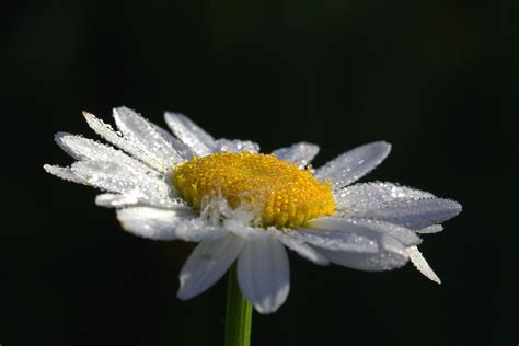 Free photo: Fresh Daisy - Blooming, Daisy, Flower - Free Download - Jooinn