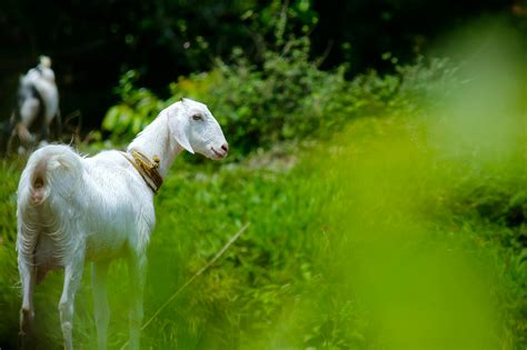 White Goat in Grass Field · Free Stock Photo