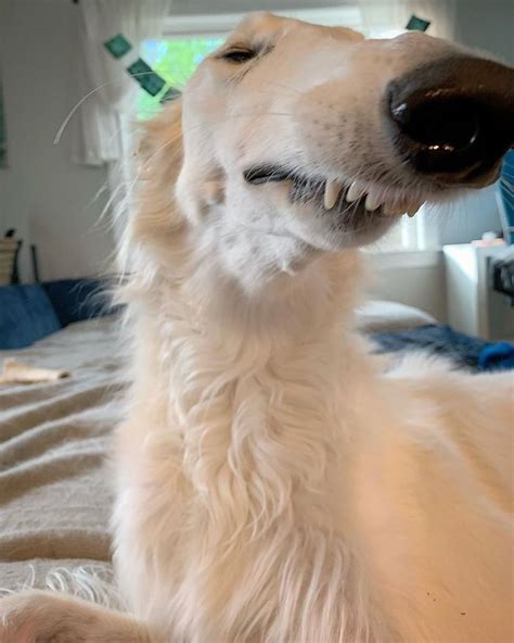 Internet Adores This Very Long Dog With Even Longer 12.2-Inch Snout (30 Pics) | Borzoi dog ...