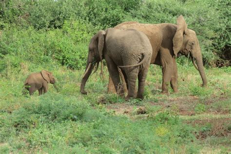 African Quest Safaris | A close up of an elephant's tail