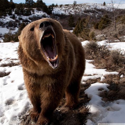 Brown Bear Roaring | Best Wallpapers HD Collection