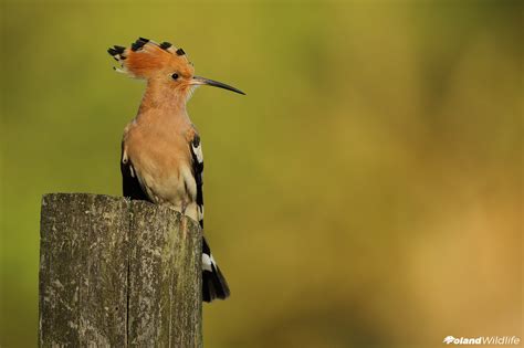 Spring birds - Poland WildLife - Kutno