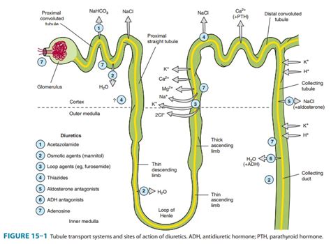 Proximal Tubule - Renal Tubule Transport Mechanisms