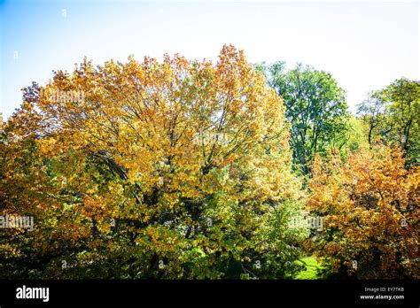 New York City Central Park in the Fall Stock Photo - Alamy