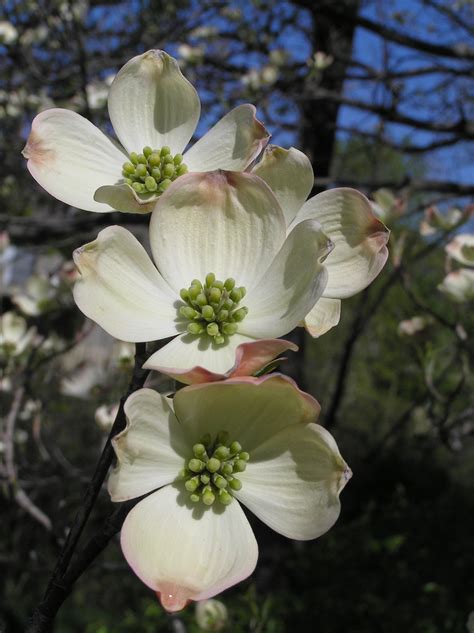 Native Trees of Indiana River Walk