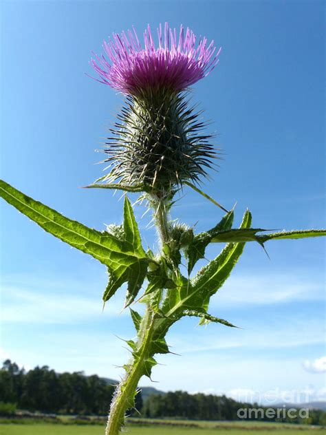 The Flower of Scotland Photograph by Phil Banks - Fine Art America