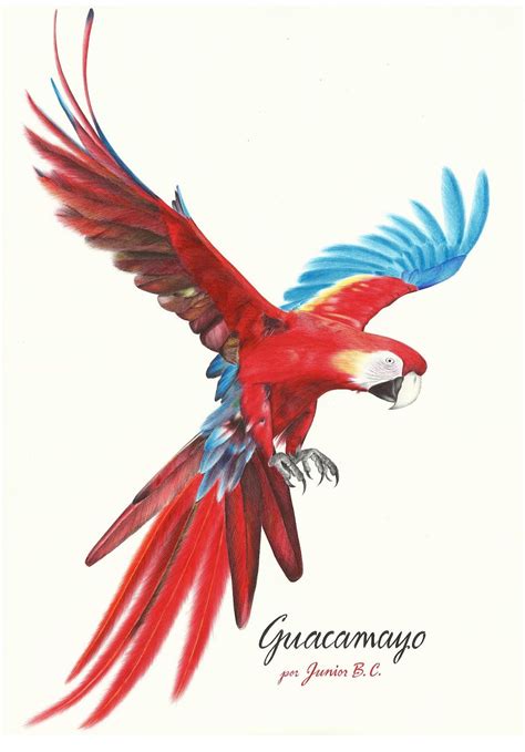 a red and blue parrot flying through the air