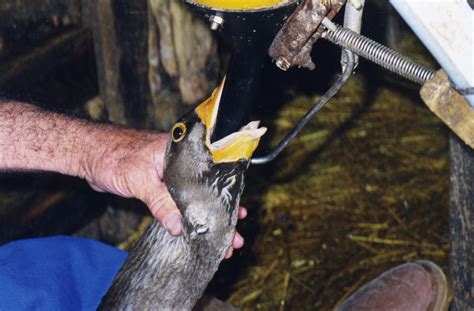 Foie Gras: Production, Cruelty, and Legal Status