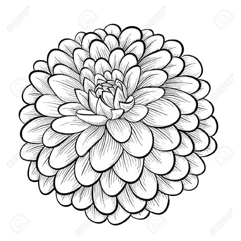 svd 25951483-beautiful-monochrome-black-and-white-dahlia-flower-isolated-on-white-background ...