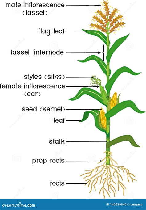 Parts Of Plant. Morphology Of Corn Maize Plant With Green Leaves, Root ...