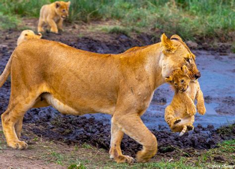 Mother Lion Carrying Cub | Serengeti National Park, Tanzania 2019 ...