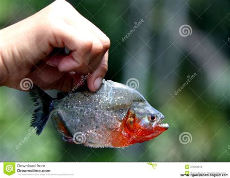 Amazon Piranha | Amazing Wallpapers