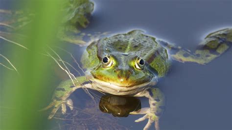 Frog Pictures For Kids