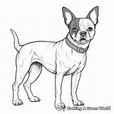 Boston Terrier Coloring Pages  Free & Printable sketch template