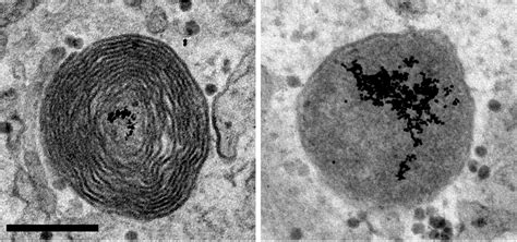 Lysosome Microscope