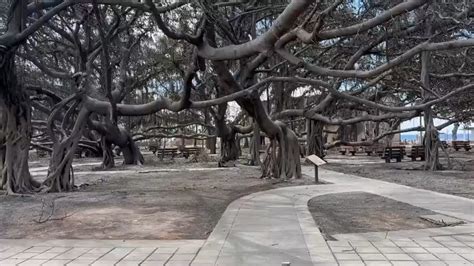 Lahaina's 150-year-old banyan tree still stands, but will it live?