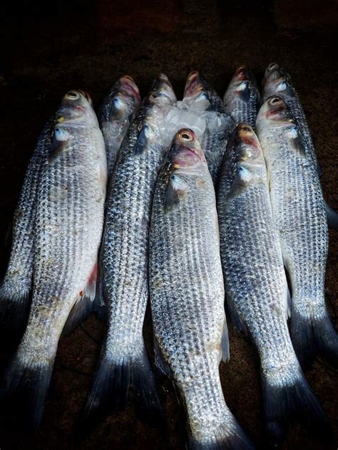 Pile of Mugil Cephalus Grey Mullet Fish Arranged in Line for Sale in Indian Fish Market Stock ...