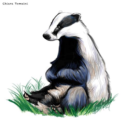 Badger Digital art-Photoshop cs6 | Badger illustration, Animal ...