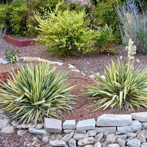 20+ Best Desert Landscape Ideas in 2020 - EatHappyProject