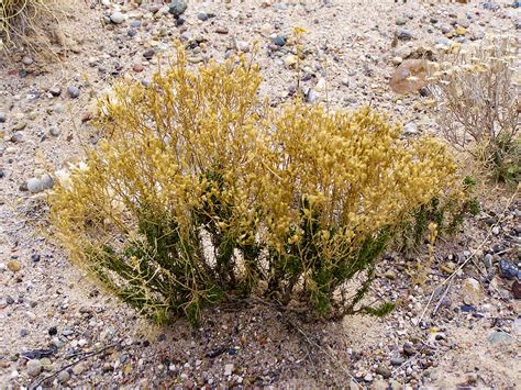 Desert Flora | ErstwhileHuman | Flickr