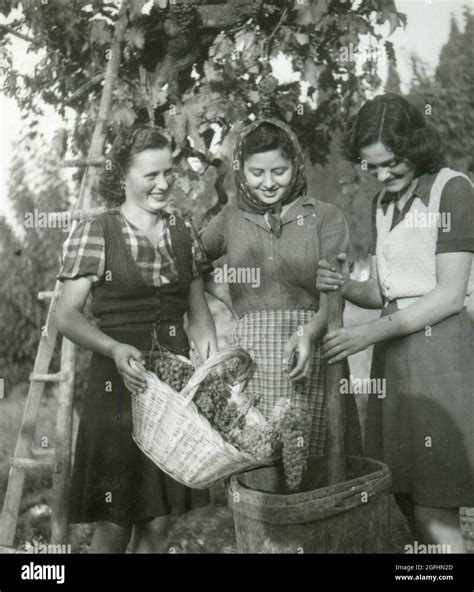 Countryside scene with woman picking grapes, Italy 1930s Stock Photo - Alamy