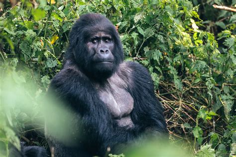 Here Are the Best Places to See Gorillas in Africa