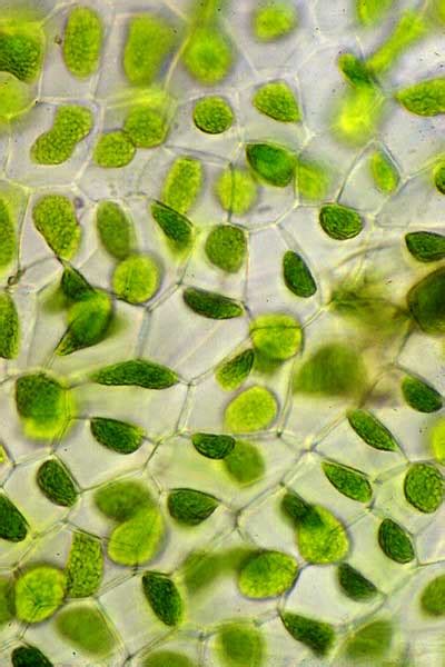 Hornwort cells – Liverworts and hornworts – Te Ara Encyclopedia of New ...