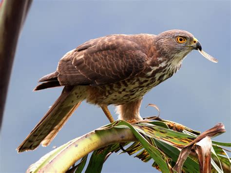 Fiji Goshawk - eBird