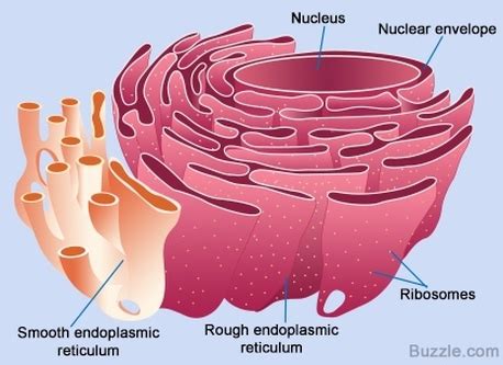 Smooth Endoplasmic Reticulum