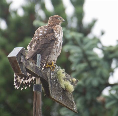 Cooper’s Hawk – The Bird Nerd