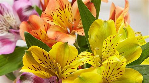 Types of Flowers, 60 Different Kinds of Common Flowers | Petal Talk