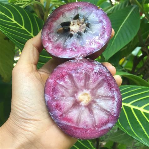 Star Apple (Cainito) Box – Miami Fruit