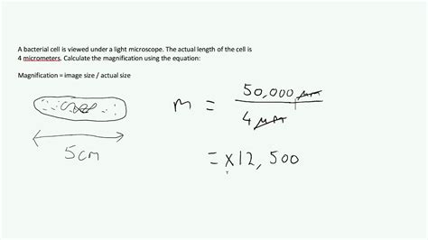 How To Calculate The Magnification In Biology