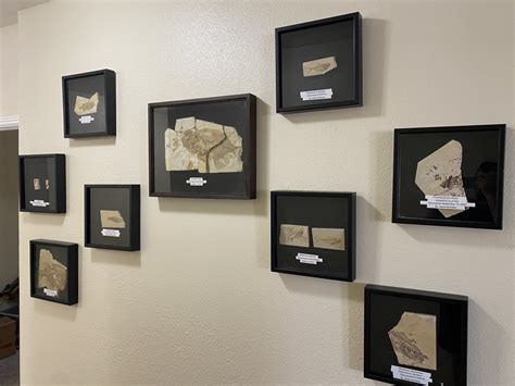 Wall hanging fossils - General Fossil Discussion - The Fossil Forum