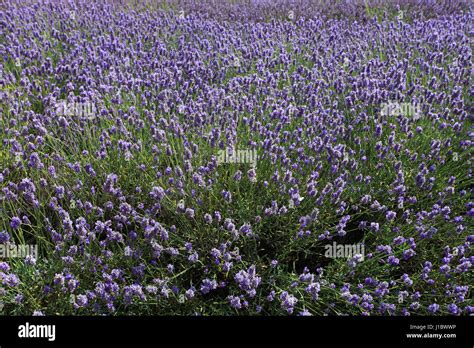 Fields of Lavender growing in the Norfolk Lavender centre, Heacham ...