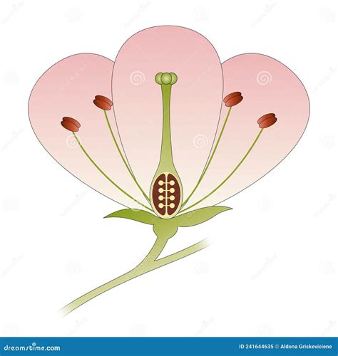 Diagram Of A Flower Showing The Pistil, Stigma, Style, Ovary, Stamen ...