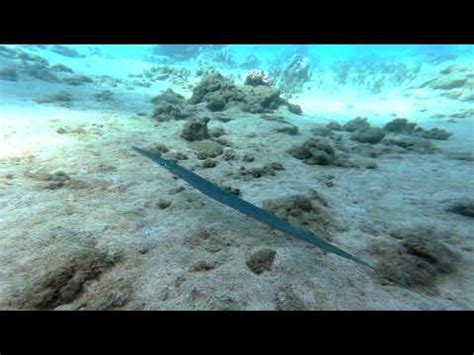 Cornetfish Hawaii Up Close | Snorkeling Maui Hawaii Trumpetfish | 2021 Underwater animal Reef ...