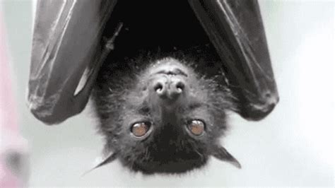 Bat GIF - Find & Share on GIPHY