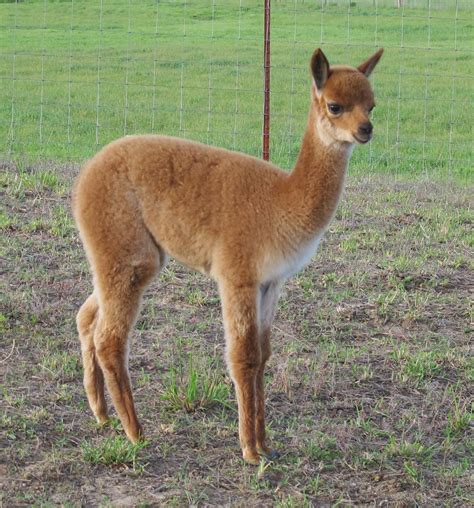 Vicuña | Baby animals, Fur babies, Animals