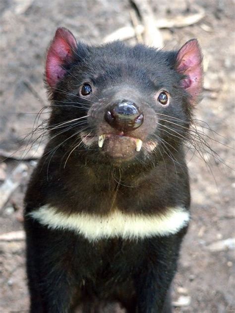 Tazmanya Şeytanı,Canavarı (Sarcophilus Harrisii) | Weird animals ...