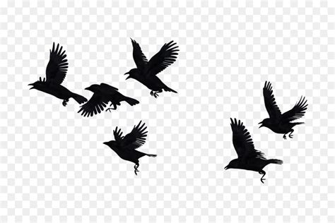 Free Crow In Flight Silhouette, Download Free Crow In Flight Silhouette png images, Free ...