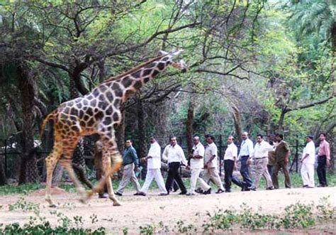 Nehru Zoological Park Hyderabad, timings, entry ticket cost, price, fee ...