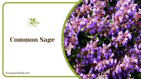 13 Different Types of Sage Plants That Grow Easily