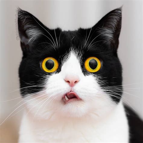 Meet Izzy, The Cat With The Funniest Facial Expressions That's Going Viral On Instagram